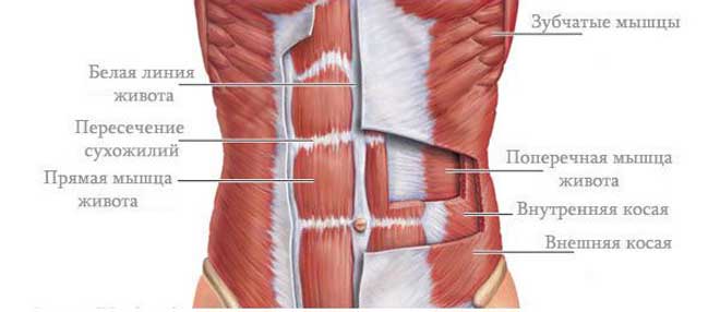 Вакуум живота работает с поверхностными и глубинными мышцами пресса, а также прорабатывает поперечную мышцу.